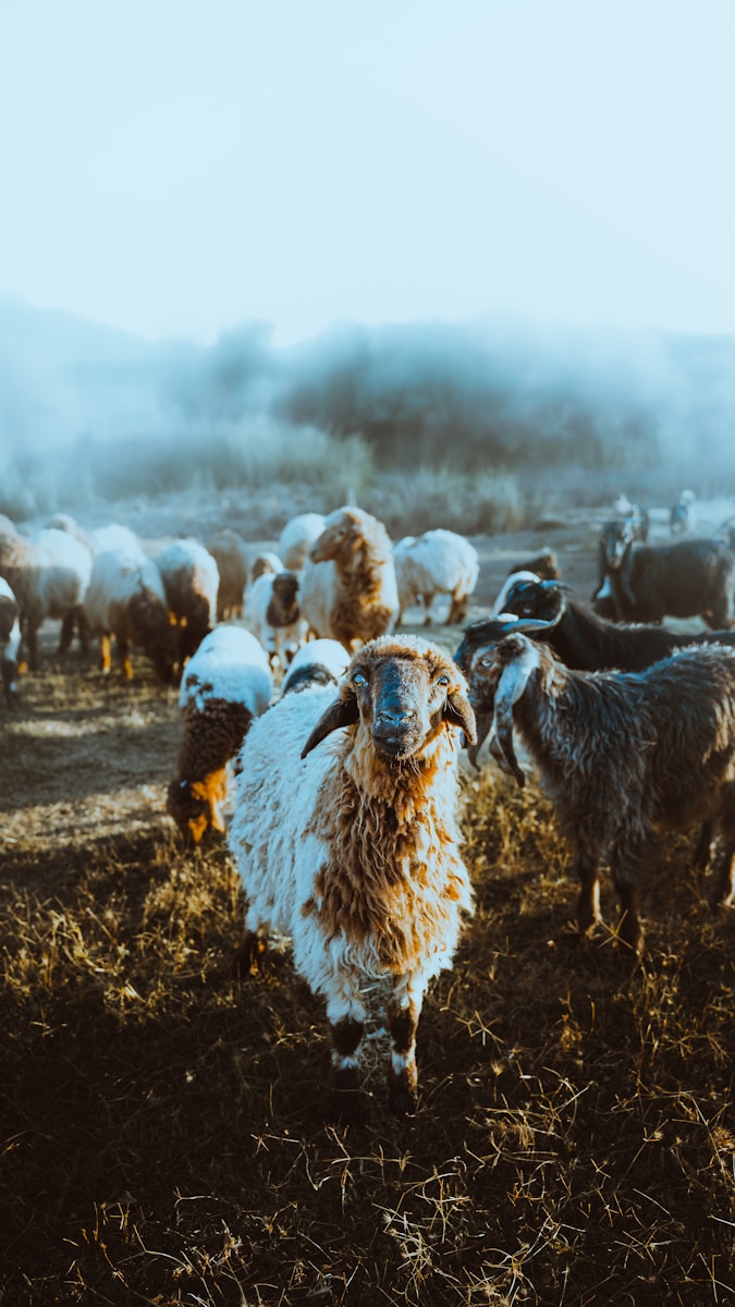 a herd of sheep in a field